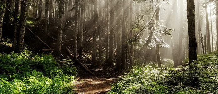 The Residency Requirement for Oregon Psilocybin Licenses