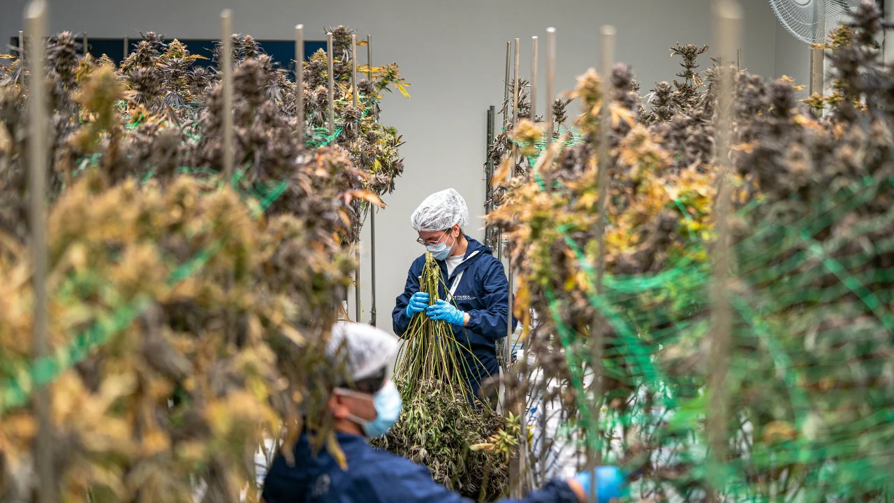 Schedule III Cannabis: FDA’s New Frontier